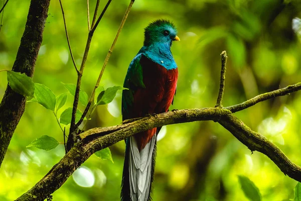 Masculino Quetzal Resplandecente Pharomachrus Mocinno Senta Ramo Floresta Costa Rica — Fotografia de Stock