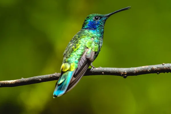 Kleiner Veilchenkolibri Colibri Cyanotus Sitzt Auf Einem Ast Costa Rica — Stockfoto