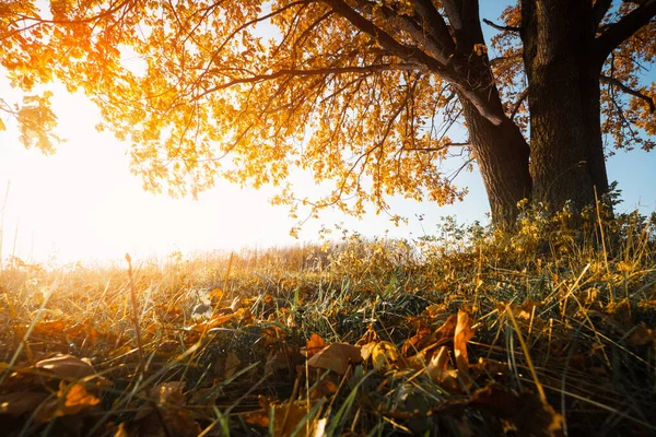 Autumn Tree Dry Meadow Sunny Day — Stock Photo, Image