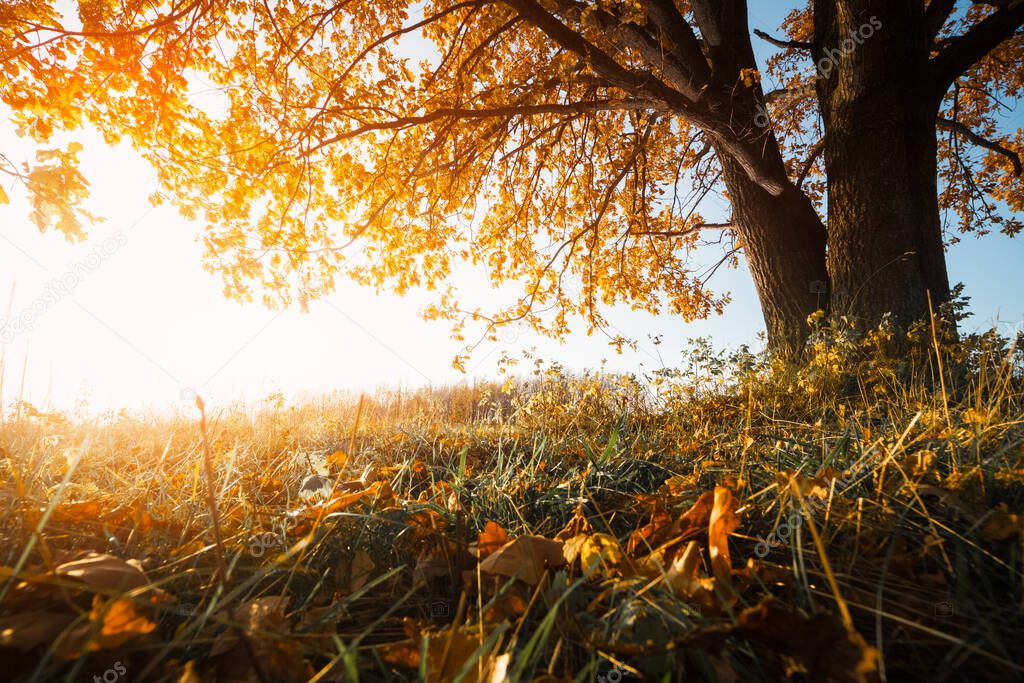 Autumn tree on the dry meadow at sunny day