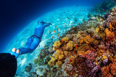 Kadın serbest dalgıç berrak tropikal bir denizde canlı mercan resifinde süzülüyor.