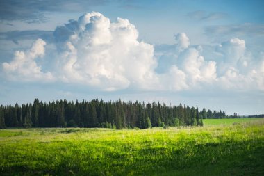 Ufuktaki çam ağaçlarının üzerinde yeşil yemyeşil çimenler ve kabarık bulutlar.
