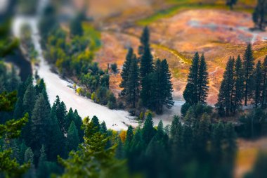Kuru bir nehrin kıyısındaki çam ağaçları. Yosemity Ulusal Parkı, ABD