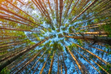 Güneşli bir günde çam ağaçları