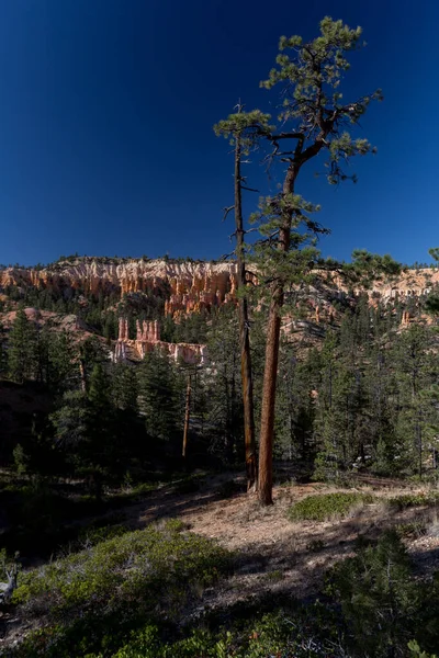 Tal Des Bryce Canyon Nationalparks Usa — Stockfoto