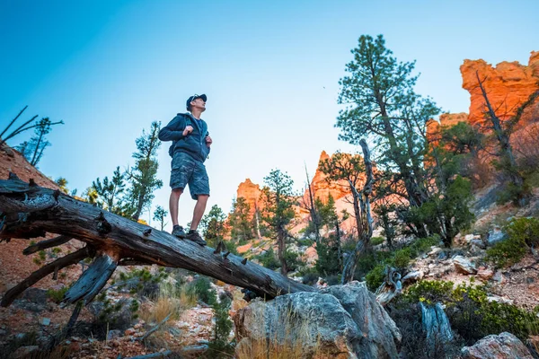 Wanderer Steht Auf Dem Trockenen Baumstamm Des Bryce Canyon National — Stockfoto