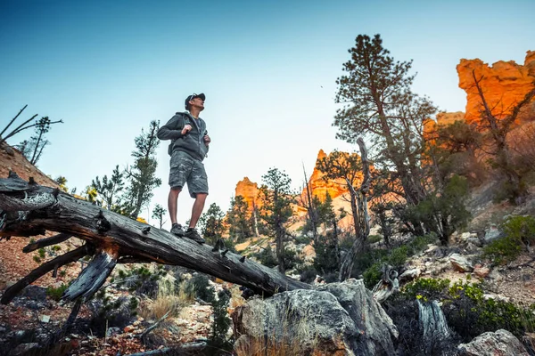 Hiker Stands Dry Tree Trunk Bryce Canyon National Park Usa — Stock Photo, Image