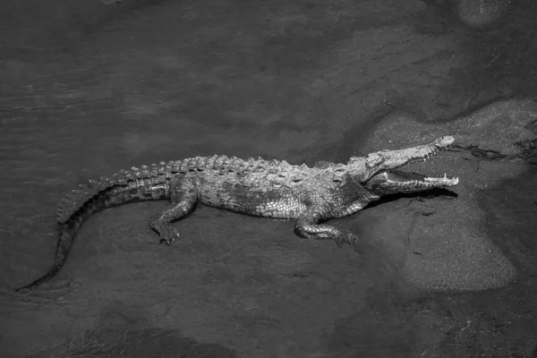 ワニは口が開いている川の浅い水の上の砂浜にあります — ストック写真