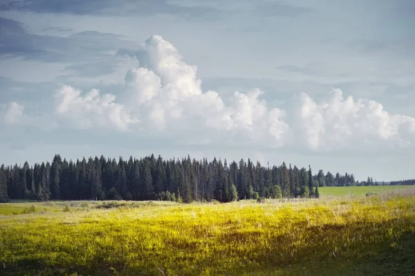 Ufukta Çam Ağaçlarının Üzerinde Sarı Çimenler Tüylü Bulutlar Olan Çayır — Stok fotoğraf