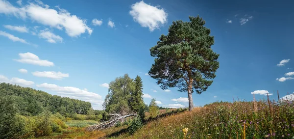 Pré Été Avec Pin Forêt Horizon Herbe Luxuriante Avec Fleurs — Photo