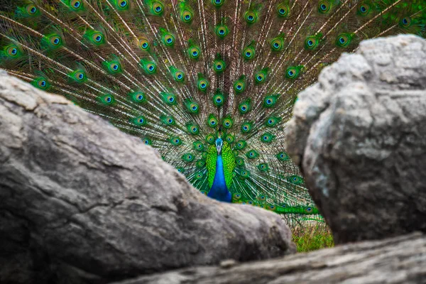 Peacock Avec Queue Ouverte Colorée Entre Les Rochers — Photo