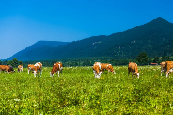 Herd Koeien Grazend Een Groene Weide Met Alpen Achtergrond — Stockfoto