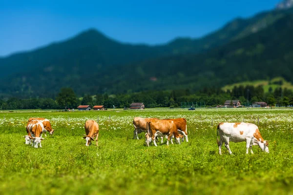 Stádo Krav Pasoucích Zelené Louce Alpami Pozadí Použitý Efekt Posunu — Stock fotografie