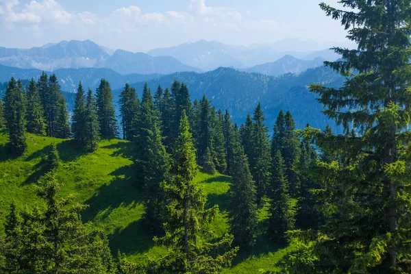 Dealuri Verzi Pini Alpi Orizont Germania — Fotografie, imagine de stoc