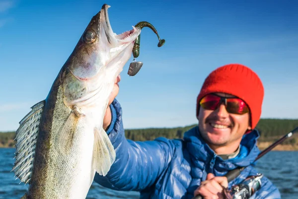 Los Pescadores Felices Mantienen Los Peces Zander Con Atractivo —  Fotos de Stock