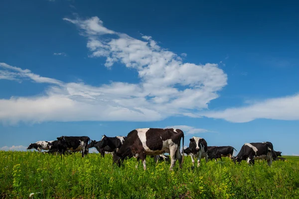 Kor Grön Äng Och Blå Himmel Med Moln — Stockfoto