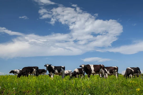 Kühe Auf Der Grünen Wiese Und Blauer Himmel Mit Wolken — Stockfoto