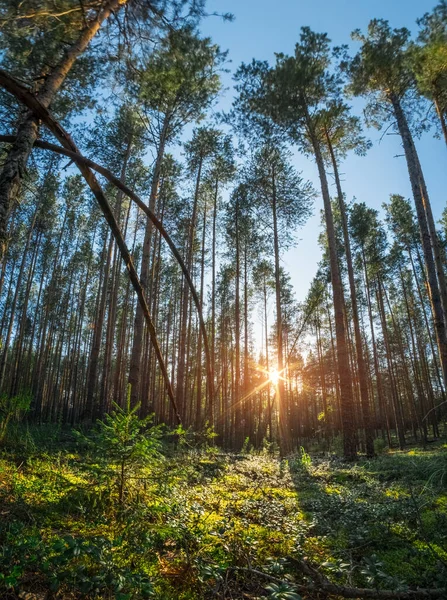 Őszi Erdő Fenyőfákkal Moha Mezőkkel Naplementekor — Stock Fotó