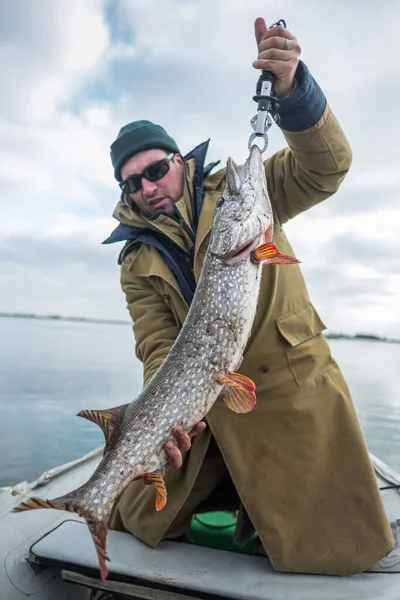 Рыбак Держит Крупную Щуку Esox Lucius Весом — стоковое фото