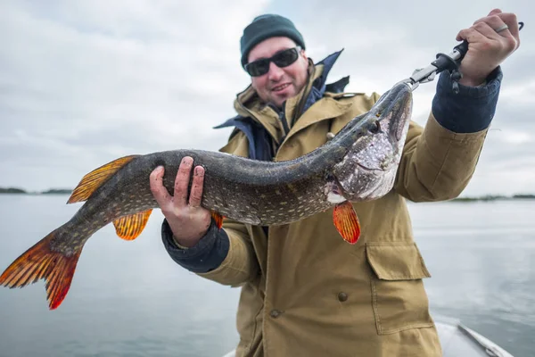 Amatoriale Pescatore Detiene Grande Luccio Pesce Esox Lucius Peso Del — Foto Stock