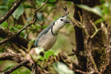 Tropikal ormandaki dalda beyaz boğazlı saksağan Jay.