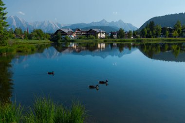 Alpler 'de temiz su yüzeyi ve yüzen ördekleri olan bir gölet. Seefeld, Avusturya