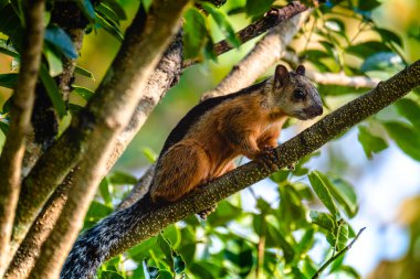 Ağacın dalındaki kemirgen. Kosta Rika