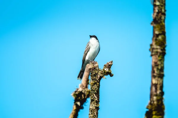 哥斯达黎加热带鸟类在树枝上 蓝天为背景 — 图库照片