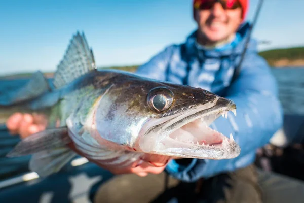 Счастливый Рыбак Держит Лодке Реке Сердитую Рыбу Zander — стоковое фото