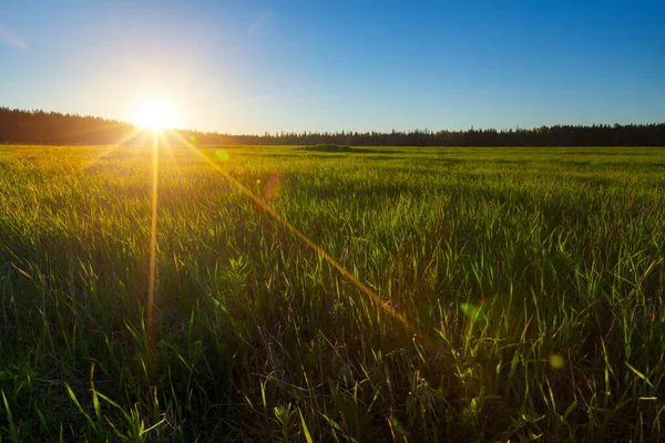 Una Pradera Floreciente Primavera Con Sol — Foto de Stock