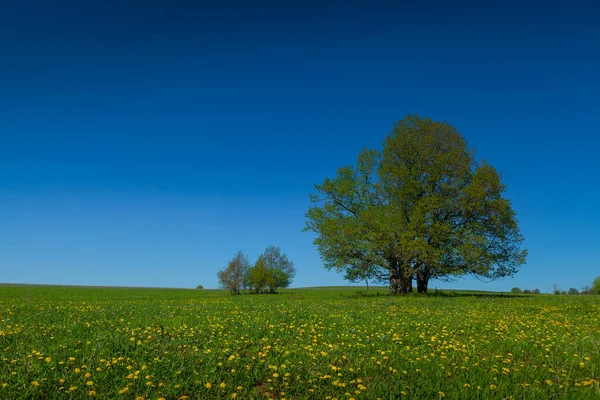 Zelený Strom Louce Zelenou Trávou Jasně Modrou Oblohou — Stock fotografie
