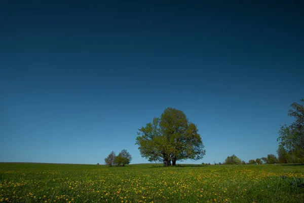 Зелене Дерево Лузі Зеленою Травою Прозорим Блакитним Небом — стокове фото