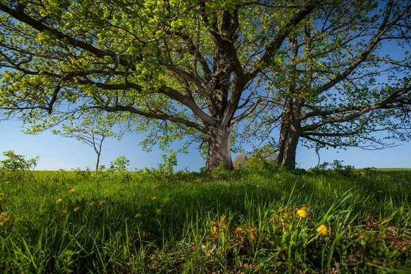 Gröna Träd Äng Med Grönt Gräs Och Klarblå Himmel — Stockfoto