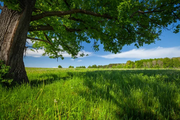 Spring Meadow Green Grass Old Big Oak — Stock Photo, Image