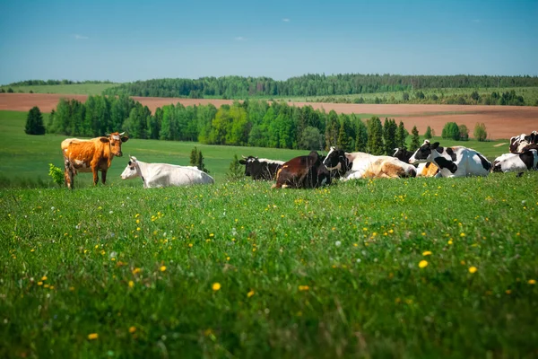 Krowy Relaksujące Się Wiosennej Łące Zieloną Trawą — Zdjęcie stockowe