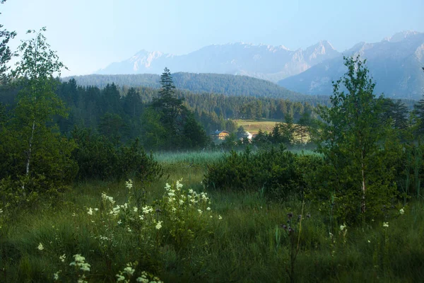Groene Heuvels Met Dennenbomen Alpen Aan Horizon Duitsland — Stockfoto