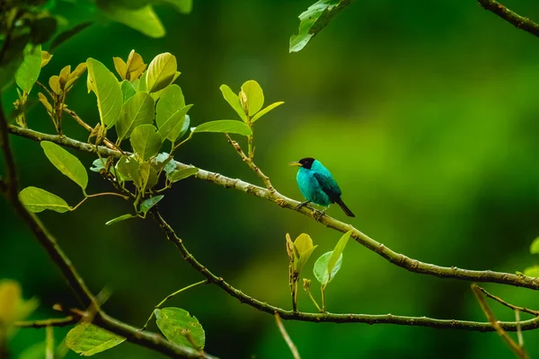 Trichophore Vert Chlorophanes Spiza Sur Branche — Photo