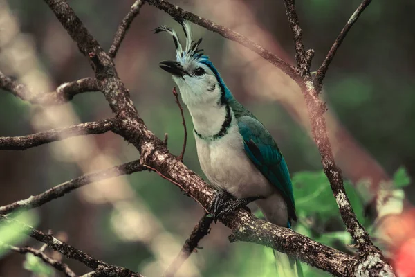热带森林树枝上的白喉喜鹊 — 图库照片