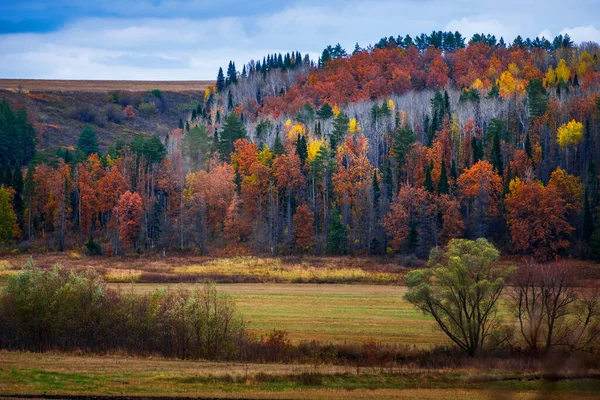 Bosque Colorido Otoñal Día — Foto de Stock