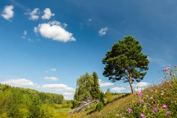 Zomerweide Met Dennenboom Bos Aan Horizon Weelderig Gras Met Bloemen — Stockfoto