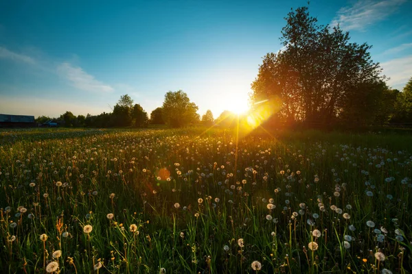 Spring Blooming Meadow Sunset — Stock Photo, Image