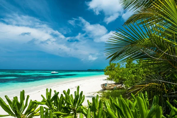 Praia Tropical Água Azul Turquesa Árvores Verdejantes Primeiro Plano Maldivas — Fotografia de Stock