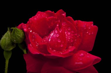 su damlaları içinde adet kırmızı gül