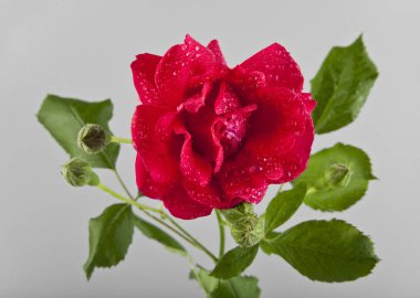 su damlaları içinde kırmızı gül