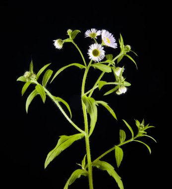 siyah bir zemin üzerine alan çiçek