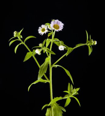 siyah bir zemin üzerine alan çiçek