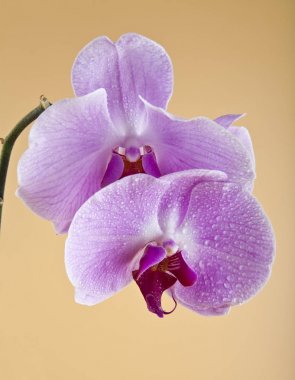 Orkide çiçekleri üzerinde su damla
