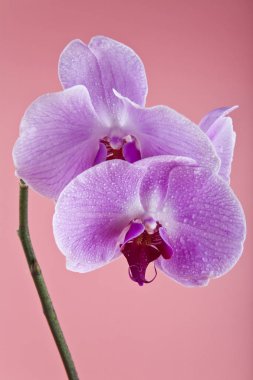 Orkide çiçekleri üzerinde su damla