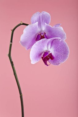 Orkide çiçekleri üzerinde su damla