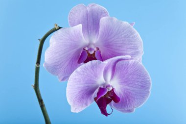 Bir mavi arka planı portre üzerinde orkide çiçekleri
